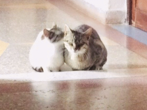 Why Do Cats Like To Be Alone?