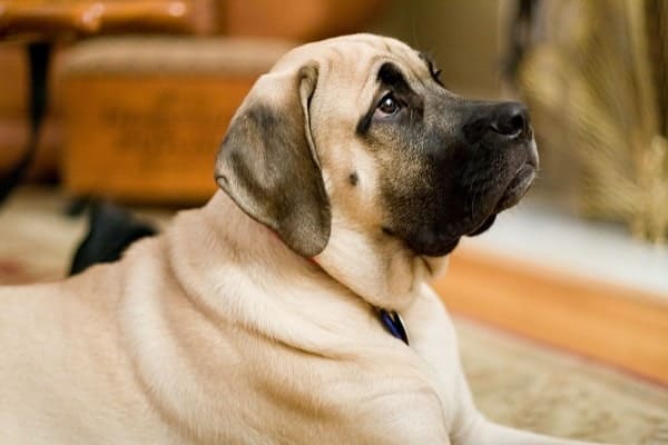 How Strong Is An English Mastiff