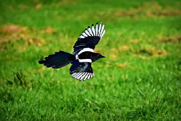 Can Magpies Be Pets