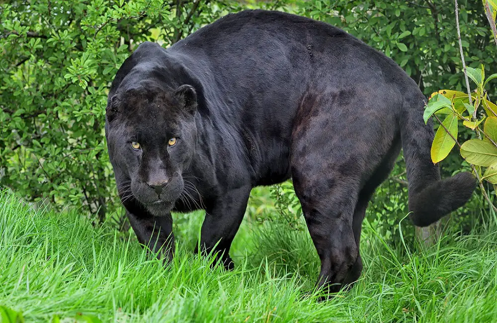 Can Panthers Be Kept As Pets