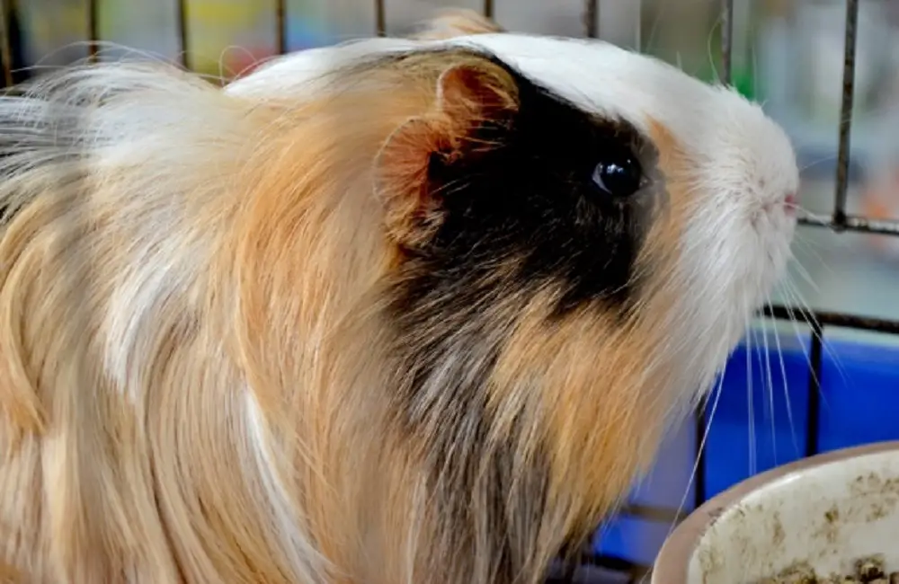 Can Guinea Pigs See Infrared Light