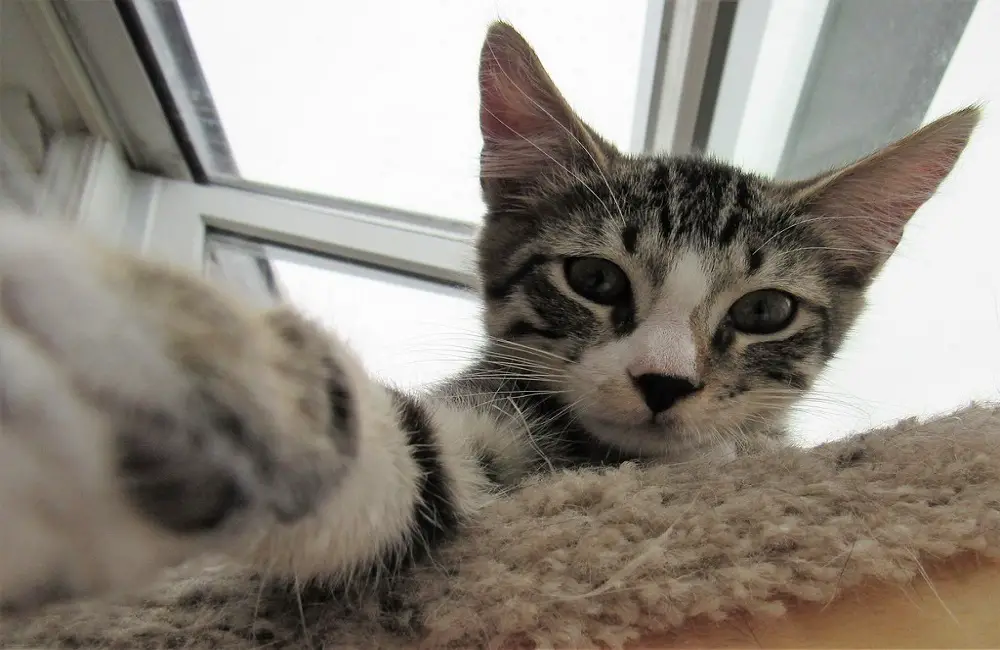 Why Do Cats Kick Their Toys