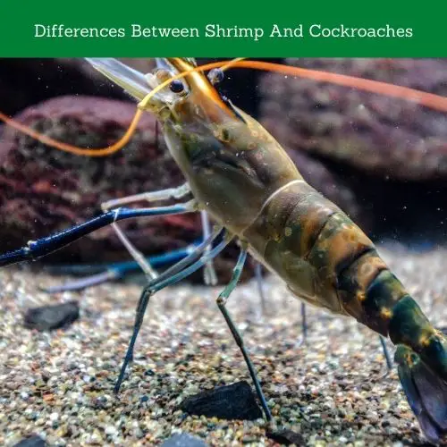 Differences Between Shrimp And Cockroaches
