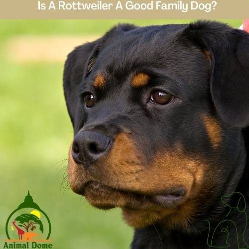 Is A Rottweiler A Good Family Dog?