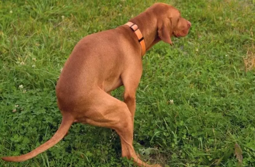 Reasons My Dog Not Pooping