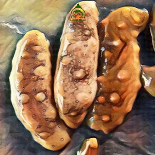 Sea cucumbers have blue blood
