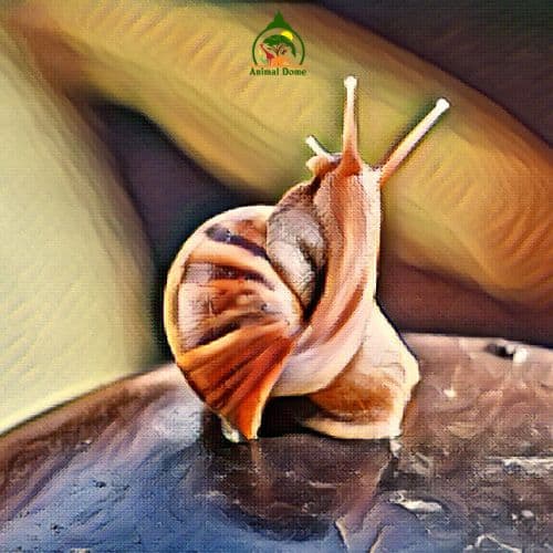snails have blue blood