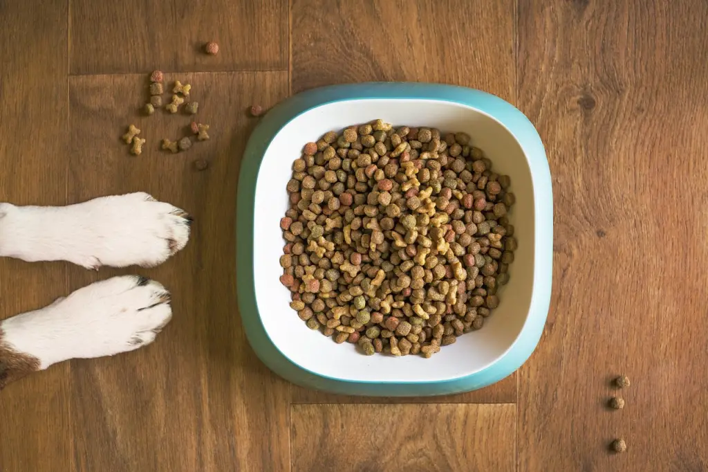 dog paws and a pound of kibbles - featured image
